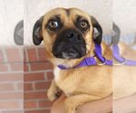 Small #3 Pug Mix