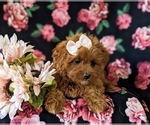 Small Photo #5 Cavapoo Puppy For Sale in NEW PROVIDENCE, PA, USA