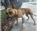 Small #2 Black Mouth Cur Mix