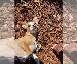 Small #2 Chihuahua Mix