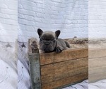 Small Photo #1 French Bulldog Puppy For Sale in LENOIR, NC, USA