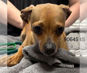 Rat Terrier-Unknown Mix Dogs for adoption in Chico, CA, USA