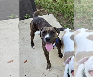 Bullboxer Pit Dogs for adoption in Mooresville, NC, USA