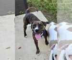 Small Bullboxer Pit