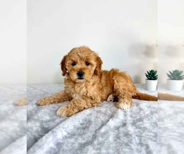 Medium Photo #4 Goldendoodle (Miniature) Puppy For Sale in GREENFIELD, IN, USA