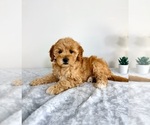 Small #3 Goldendoodle (Miniature)