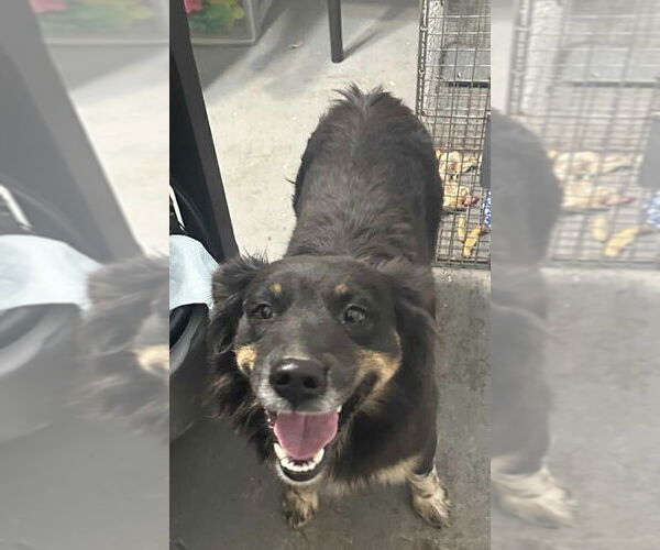 Medium Photo #4 Australian Shepherd-Unknown Mix Puppy For Sale in Grafton, WI, USA