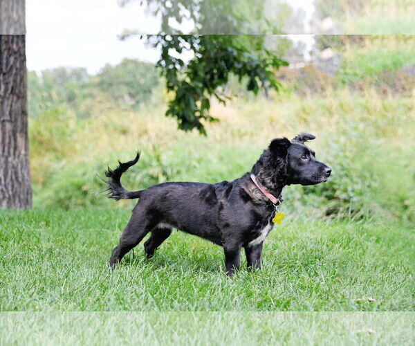 Medium Photo #2 Colonial Cocker Spaniel-Unknown Mix Puppy For Sale in Sandy, UT, USA