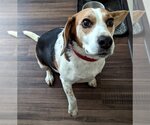 Small Photo #2 Beagle Puppy For Sale in Minneapolis, MN, USA