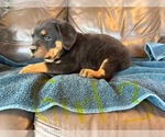 Small Photo #8 Rottweiler Puppy For Sale in LAFAYETTE, IN, USA