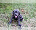 Small #1 Cane Corso