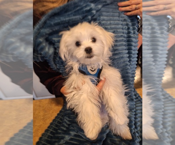 Medium Photo #1 Maltese Puppy For Sale in BEAR RIVER, WY, USA