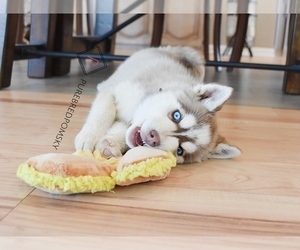 Pomsky Puppy for sale in KANSAS CITY, MO, USA