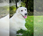 Small #7 Great Pyrenees