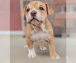 Small Photo #24 Olde English Bulldogge Puppy For Sale in NEOSHO, MO, USA