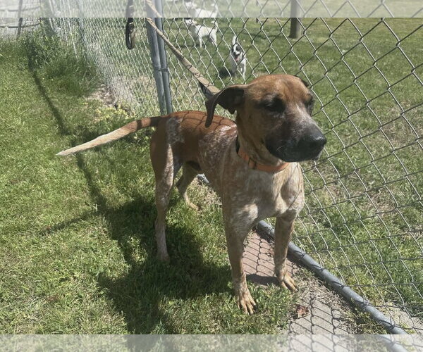 Medium Photo #8 Coonhound-Unknown Mix Puppy For Sale in Westwood, NJ, USA