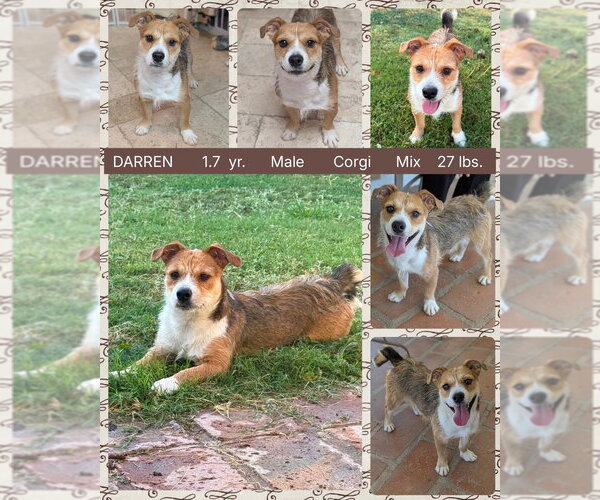 Medium Photo #2 Mutt Puppy For Sale in Mesa, AZ, USA