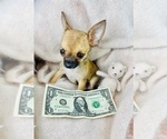 Small #2 Chihuahua