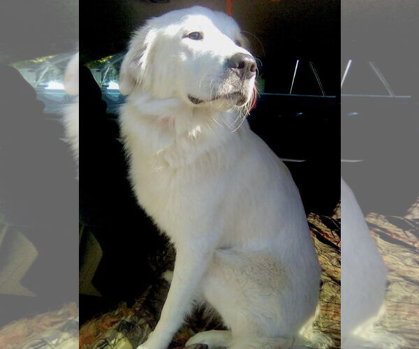 Medium Photo #2 Great Pyrenees Puppy For Sale in Spring, TX, USA