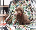 Puppy 1 Labrador Retriever