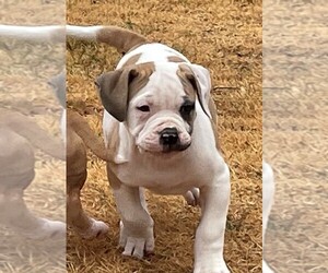 American Bulldog Puppy for sale in MILLS RIVER, NC, USA