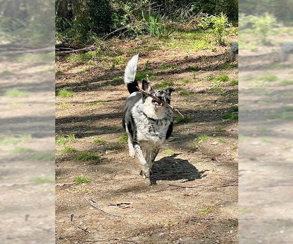 Medium Photo #1 Mutt Puppy For Sale in Garden City, NY, USA