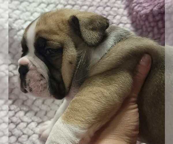 Medium Photo #7 Olde English Bulldogge Puppy For Sale in ATHOL, ID, USA
