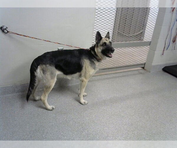 Medium Photo #1 German Shepherd Dog-Unknown Mix Puppy For Sale in Pasadena, TX, USA