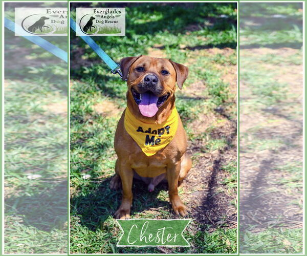 Medium Photo #28 Labrador Retriever-Unknown Mix Puppy For Sale in Pompano Beach , FL, USA