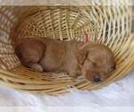 Small Photo #3 Cockapoo Puppy For Sale in LINCOLN, MO, USA