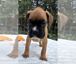 AKC Art - Male Boxer Puppy for Sale - Photo #8