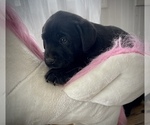 Small #1 Labrador Retriever