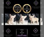 Puppy 10 French Bulldog