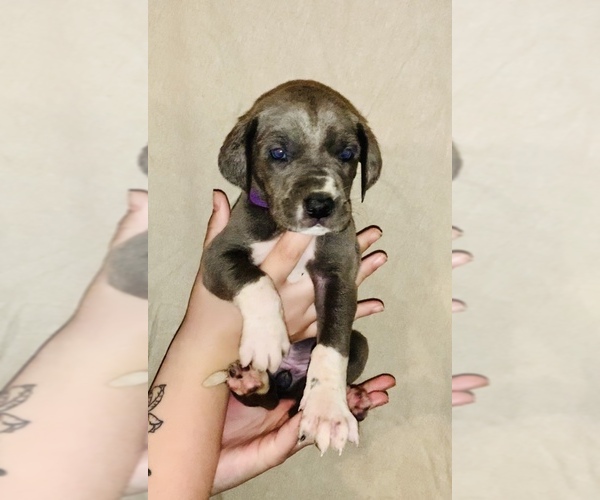 Medium Photo #3 Great Dane Puppy For Sale in STAUNTON, VA, USA