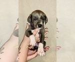 Small Photo #3 Great Dane Puppy For Sale in STAUNTON, VA, USA