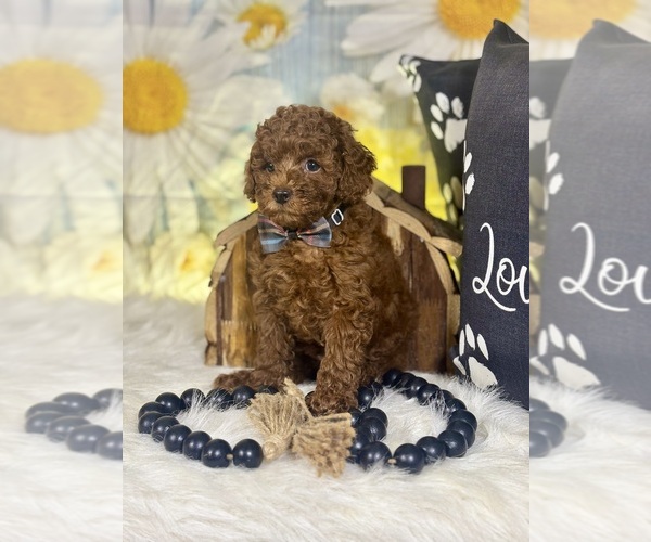 Medium Photo #19 Poodle (Toy) Puppy For Sale in RIPLEY, MS, USA