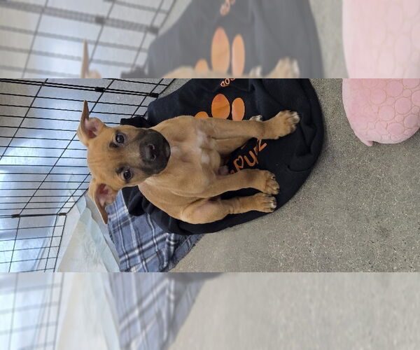 Medium Photo #1 Mutt Puppy For Sale in Wyoming, MI, USA