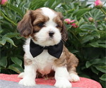 Small #3 Cava-Tzu