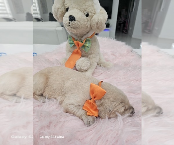 Medium Photo #17 Golden Retriever Puppy For Sale in ORLANDO, FL, USA