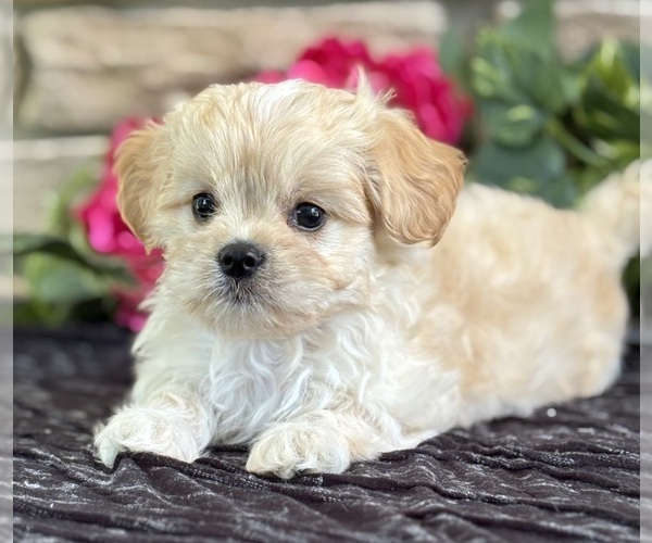 Medium Photo #4 Cav-A-Malt Puppy For Sale in ROCK STREAM, NY, USA