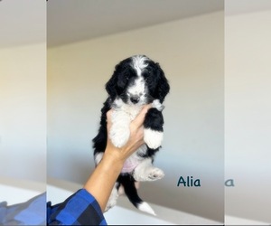 Aussiedoodle Miniature Puppy for sale in MOUNTAIN HOME, ID, USA