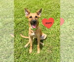 Small #8 German Shepherd Dog Mix