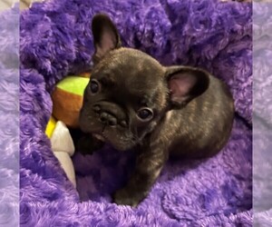French Bulldog Puppy for sale in MCKINNEY, TX, USA