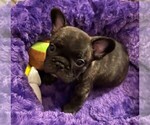 Small Photo #1 French Bulldog Puppy For Sale in MCKINNEY, TX, USA
