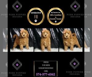 Goldendoodle (Miniature) Puppy for sale in WARSAW, IN, USA