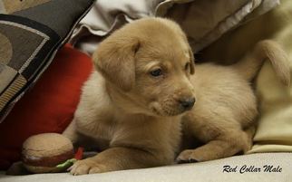 Labrador Retriever Puppy for sale in BIG LAKE, MN, USA
