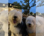 Small Photo #1 Old English Sheepdog Puppy For Sale in OKC, OK, USA