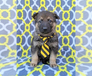 German Shepherd Dog Puppy for sale in NOTTINGHAM, PA, USA