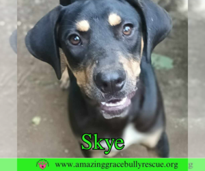Skye - Female Coonhound-Unknown Mix Dog for Adoption - Photo #5
