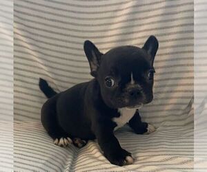 French Bulldog Puppy for sale in JOHNS ISLAND, SC, USA